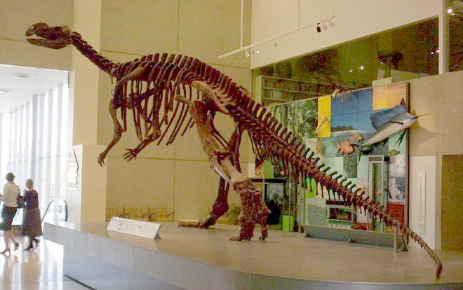 Skeleton of a Dinosaur in a Museum